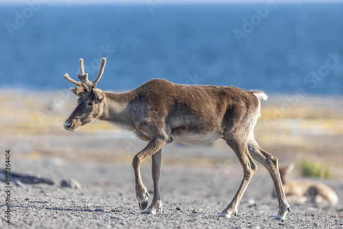 Woodland caribou 