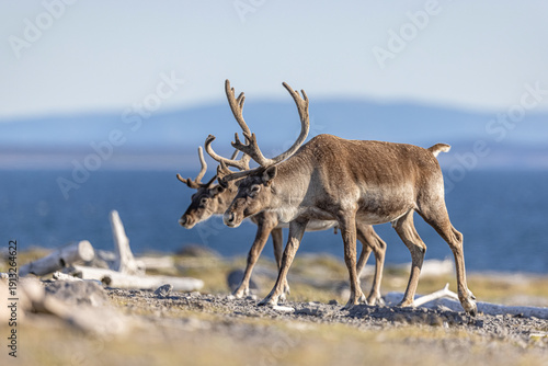 Woodland caribou 