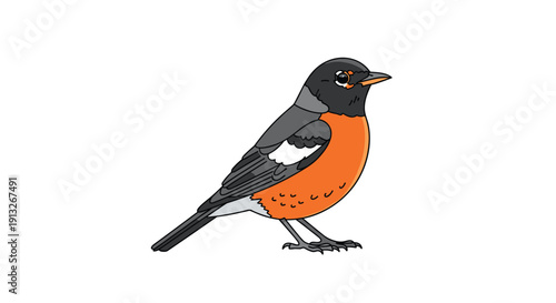 American robin bird with black head and orange breast standing on a white background in a detailed vector illustration.