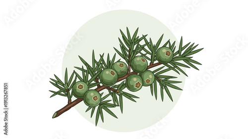 Detailed illustration of a green juniper branch with ripe berries on a soft white circular background for herbal themes.