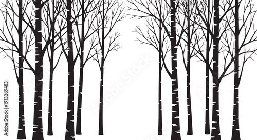 Black silhouette of birch trees in a forest on white background vector illustration