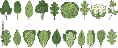 Leaf and vegetable greens collection set. Cabbage, cauliflower, broccoli and lettuce varieties. Organic farm produce flat vector illustration bundle.