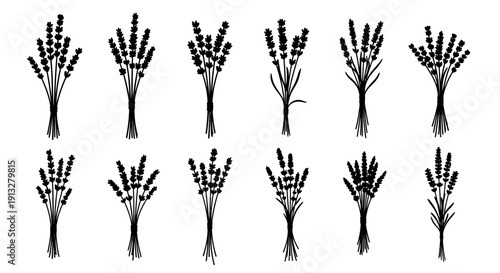 Set of black silhouettes lavender bunches on white background for design