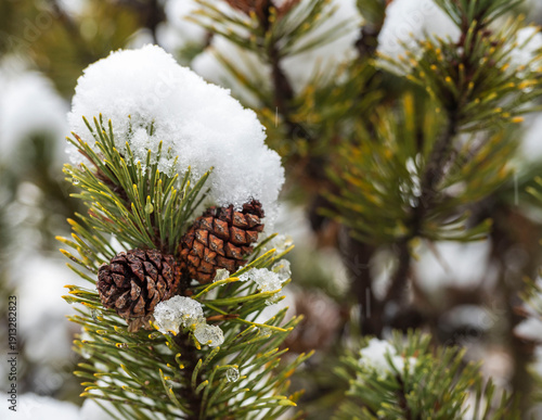 pine cones and snow