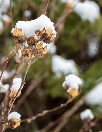 snow covered branches with seed pods