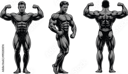 Male bodybuilder front side and back poses vector illustration showing muscular anatomy bodybuilding fitness strength training isolated on white background design