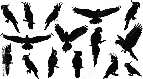 Parrot bird silhouette vector set showing flying and perched cockatoo shapes isolated on white background for wildlife nature design illustration collection