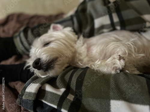 Adorable West Highland White Terrier Puppy Sleeping Peacefully on Cozy Blanket Indoors, Capturing Serene Moment of Relaxation
