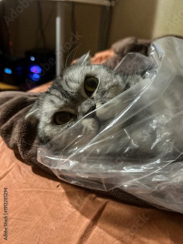 Adorable Scottish Fold Cat Peeking Out of Plastic Bag, Indoor Pet Photography, Playful Kitten in Bag, Funny Animal Moments