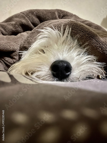 Adorable Schnauzer Puppy Snuggled Under Cozy Blanket, Enjoying Peaceful Nap Indoors, Pet Comfort and Relaxation, Sleepy Canine Friend