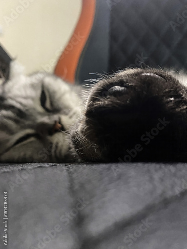 Close up of a sleeping cat with a paw in focus, showing its soft fur and whiskers, indoors, on a gray surface
