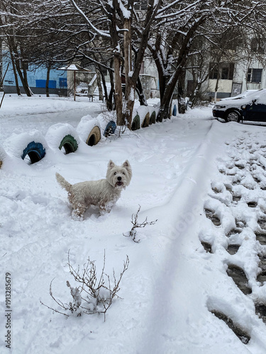 West Highland White Terrier Dog Playing in Snow Covered Urban Landscape, Winter Season, Cold Weather, Outdoors