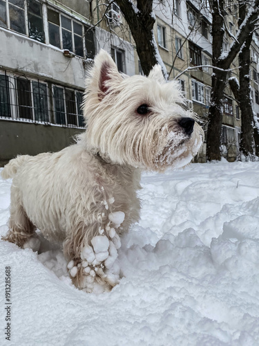 West Highland White Terrier Enjoying Winter Wonderland, Playing in Snow, Outdoors, Building Facade, Snowy Day, Cold Weather