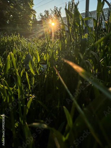Morning Dew Drops on Green Grass Blades Gleaming in Sunlight, Creating Serene and Refreshing Natural Scene