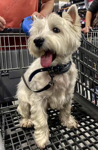 Adorable West Highland White Terrier Puppy Sitting Comfortably in Shopping Cart, Looking Adorable and Happy with Tongue Out