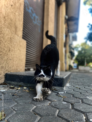 Adorable black and white cat stretching on street, showcasing flexibility and charm in urban setting, capturing feline grace