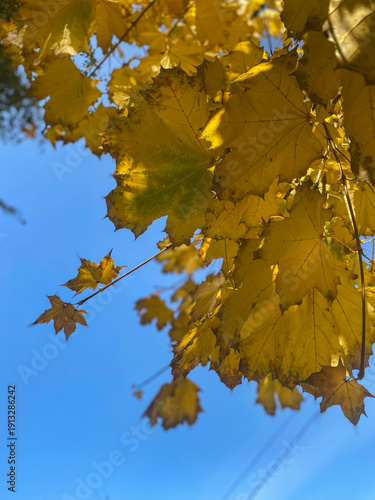 Golden maple leaves against clear blue sky create stunning autumn scene, capturing beauty of nature, seasonal change, and vibrant colors