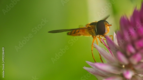 Tableau sur toile Close-up of hoverfly fon purple flower