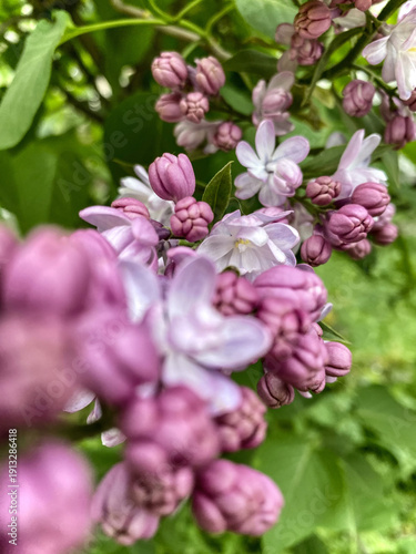 Close-up of Lilac Blossoms in Full Bloom, Showcasing Delicate Petals and Vibrant Colors, Capturing Beauty of Spring Season