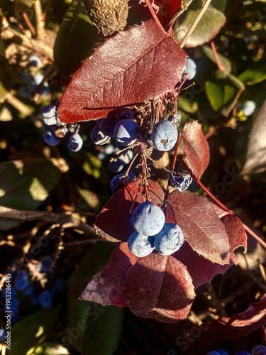 Close-up of Mahonia aquifolium branch with ripe blue berries and red leaves, vibrant colors, autumn season, natural beauty, outdoors