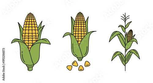Corn Line art vector digital illustration dynamic modern abstract