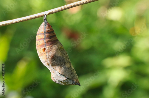 Dry butterfly chrysalis cocoon hanging from a twig.