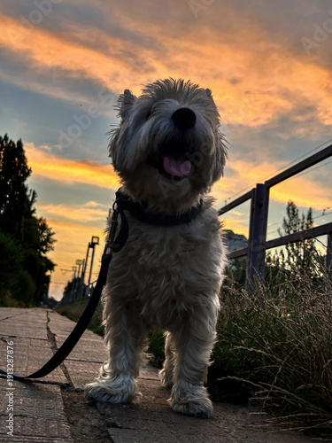 Happy West Highland White Terrier Enjoying Sunset Walk Outdoors, Dog on Leash Standing on Pavement near Fence