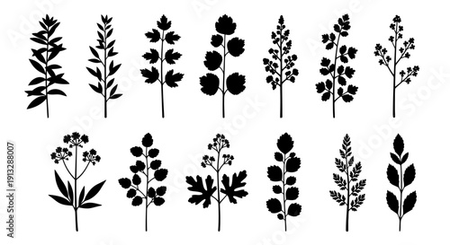 Black Silhouette Floral Illustrations Isolated on White Background