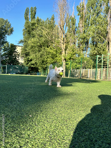 West Highland White Terrier running with tennis ball on green grass outdoors, enjoying sunny day, playful canine companion