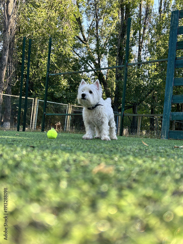 West Highland White Terrier dog sitting on green grass near tennis ball in park, enjoying sunny day, looking up