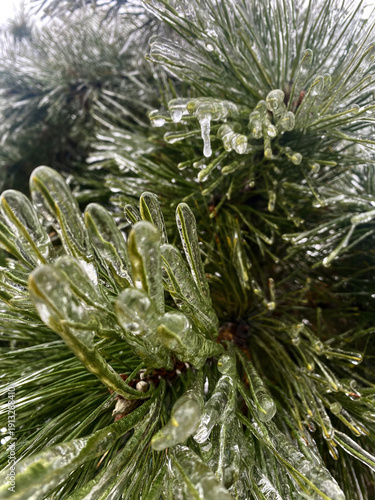 Frozen Pine Needles: Close-Up of Winter's Icy Embrace on Evergreen Tree Branch, Nature's Beauty in Cold Weather