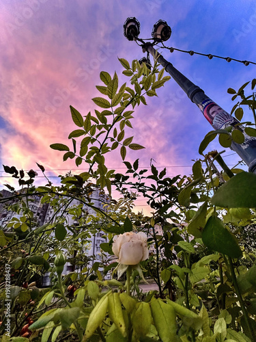 Captivating White Rose Blossom Against Dramatic Sky, Urban Landscape, Streetlight, and Lush Greenery in Evening Light