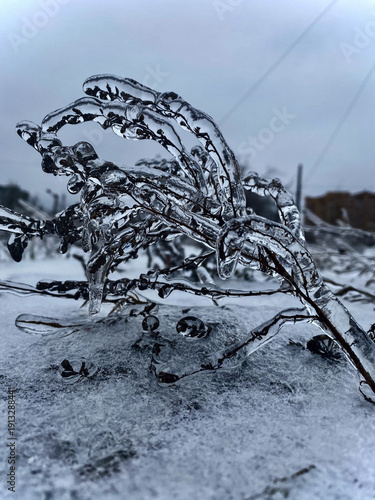 Frozen Branch: Captivating Close-Up of Ice-Encrusted Twigs in Winter, Showcasing Nature's Beauty and Resilience in Cold Weather Conditions