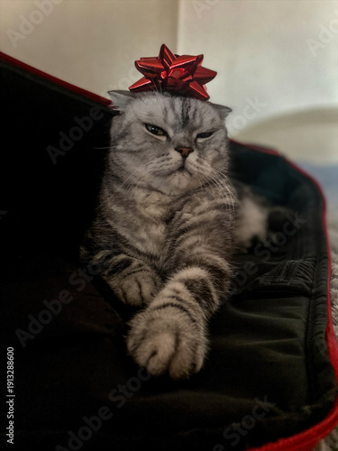 Adorable Scottish Fold Cat with Red Bow on Head Lying in Pet Bed, Festive Holiday Season, Cute Pet Portrait