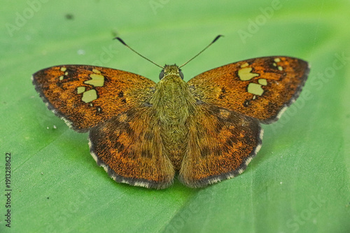 Billede på lærred Brown skipper butterfly with orange spots on green leaf.