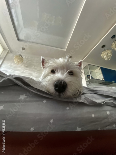 Adorable West Highland White Terrier Dog Relaxing on Bed, Looking at Camera with One Eye Closed in Bedroom