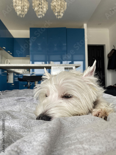 Adorable West Highland White Terrier Puppy Napping Peacefully on Bed in Cozy Indoor Setting, Capturing Serenity and Relaxation