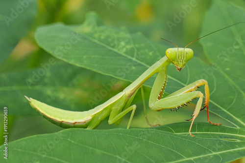 A young green praying mantis resting on leaf