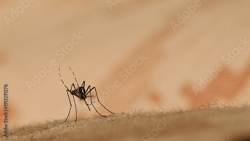A mosquito on a fabric surface.