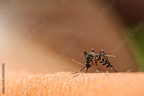Side view of striped mosquito on human skin surface