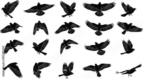 Set of black silhouettes of different bird species in flight including eagles hawks and songbirds for nature and wildlife designs