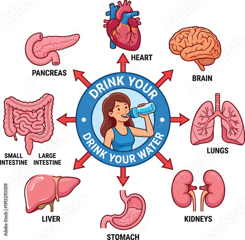 Drink Your Water Educational Infographic Illustrating Hydration Benefits for Heart Brain Lungs Kidneys Liver and Digestive System Health Awareness Concept