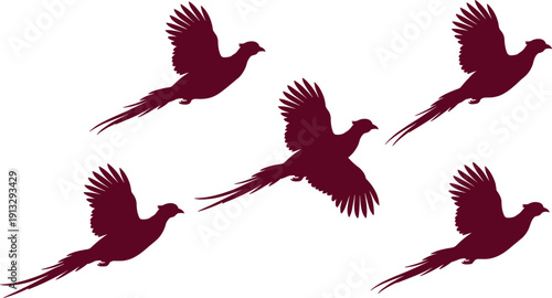 Flying bird silhouette collection featuring elegant pheasant in mid air with spread wings isolated on white background decorative wildlife vector illustration set