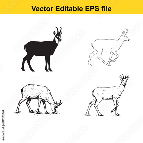 Chamois Antelope Vector Set - Wildlife Illustration Collection