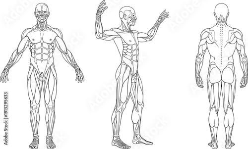 Detailed human muscular system illustration featuring front side and back views of male anatomy for medical education and fitness training on white background