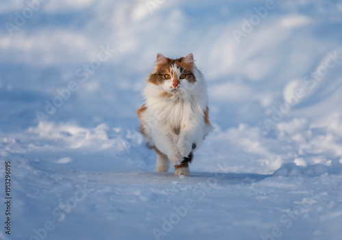 huntress running young fluffy california cat in the snow in the winter garden