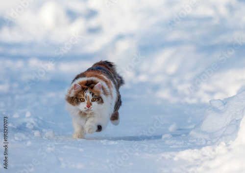 young fluffy california cat hunts and runs in the snow in a winter garden
