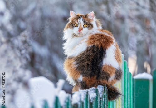 Portrait of a fluffy cat with big yellow eyes sitting half-turned on a green ...