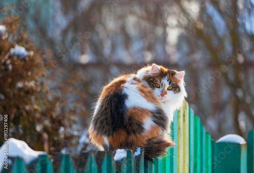 Portrait of a tricolor fluffy cat with big yellow eyes sitting on a green woo...
