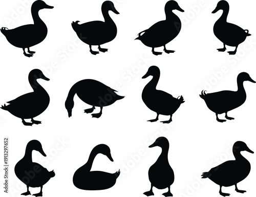 Duck silhouette collection set, farm bird animal shapes isolated, black outline poses, modern flat vector illustration pack design